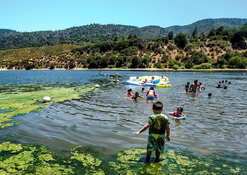 Algae at silverwood lake