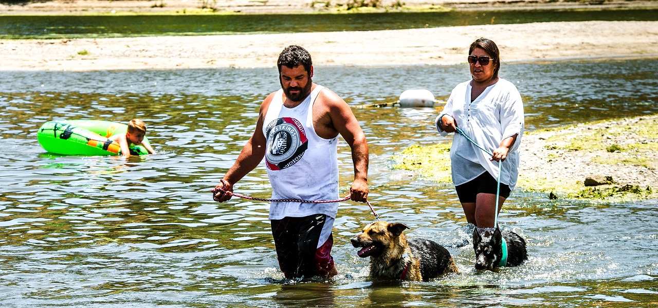 Dogs being walked through Silverwood Lake